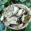 Apfelbaumblätter – Bild 2
